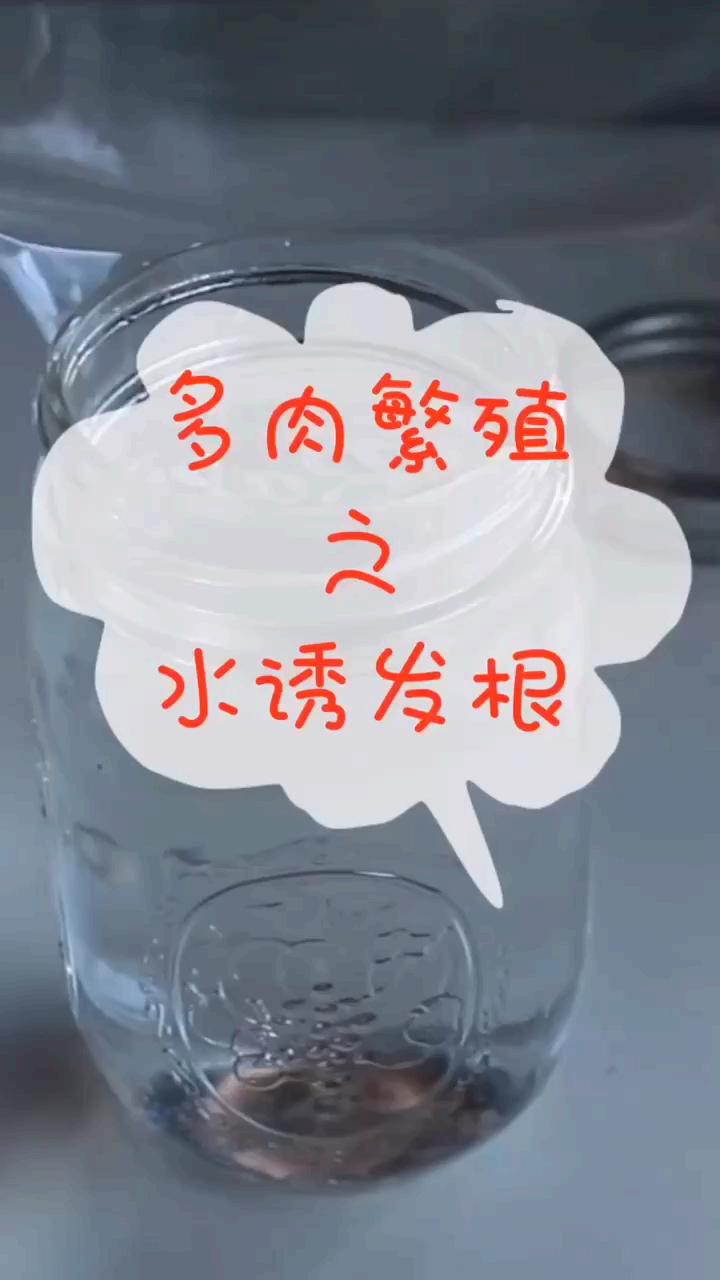 养多肉 有成就感的事,3周出根发芽,见证生命的奇迹!#多肉 