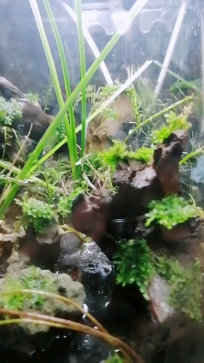自制生态水族鱼缸,享受生活乐趣
