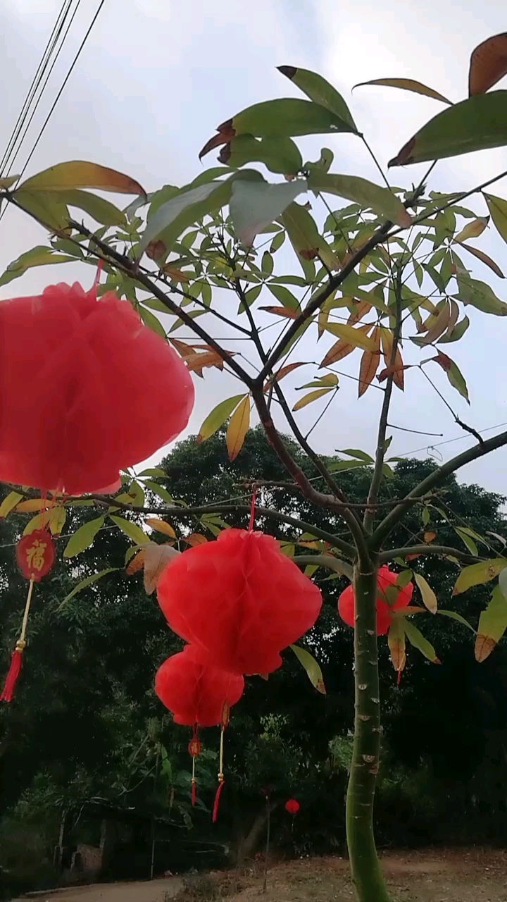 发财树上红灯笼