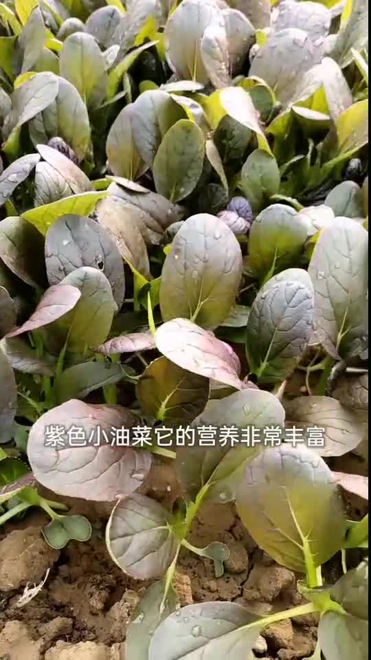 紫色小油菜20多天采收,富含花青素,营养丰富,它不是转基因,放心种吧