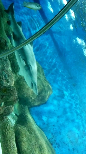 #镜头里的秋天#海底世界大鲨鱼 