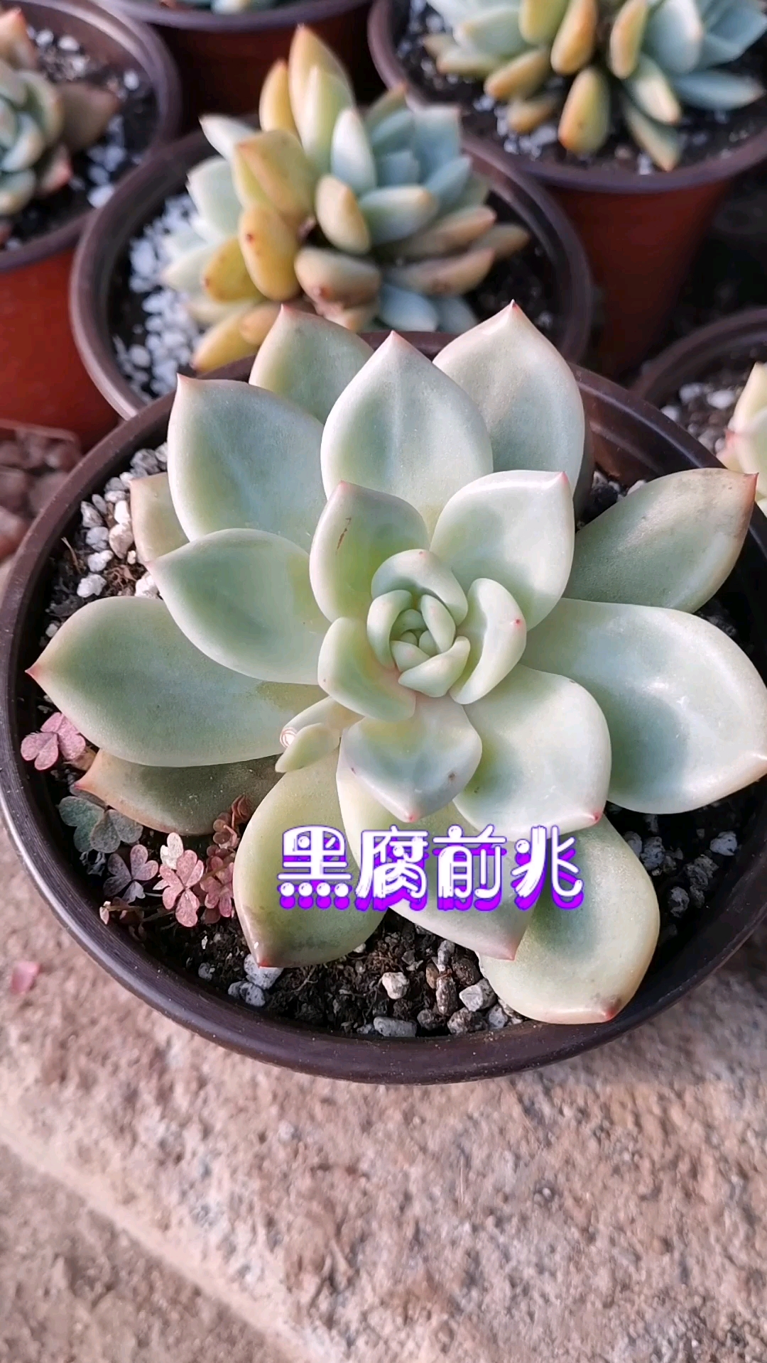 #多肉#多肉黑腐发现的晚 连叶片都没用了