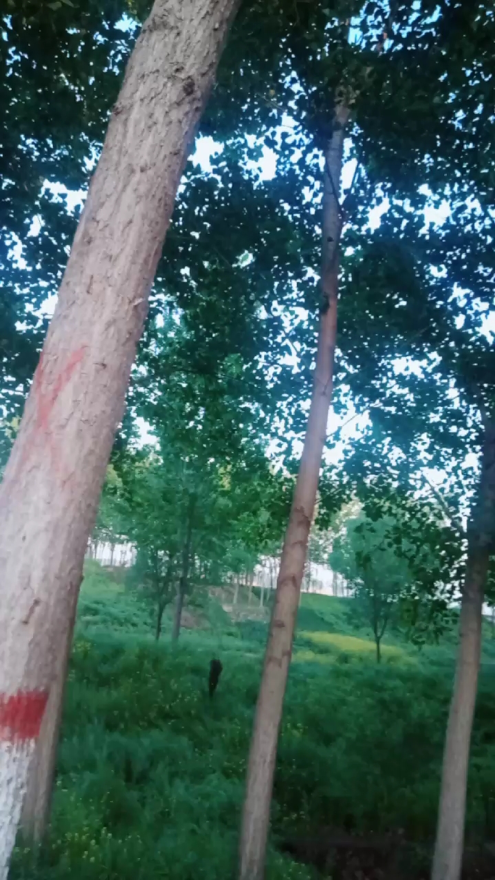 听到野鸡的叫声了吗?都说野鸡赛凤凰,非常美丽。 