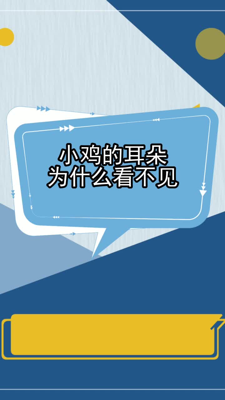 小鸡的耳朵为什么看不见,你了解了吗