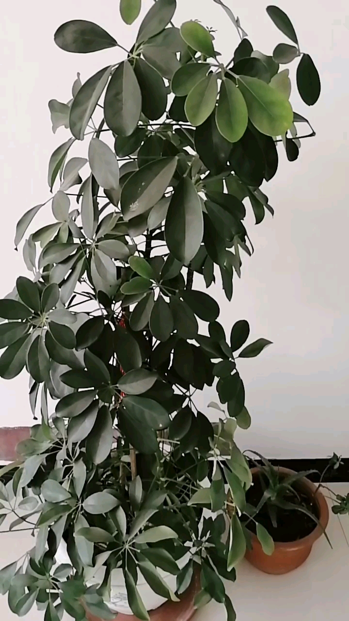 看看我家的发财树,长的好不好?