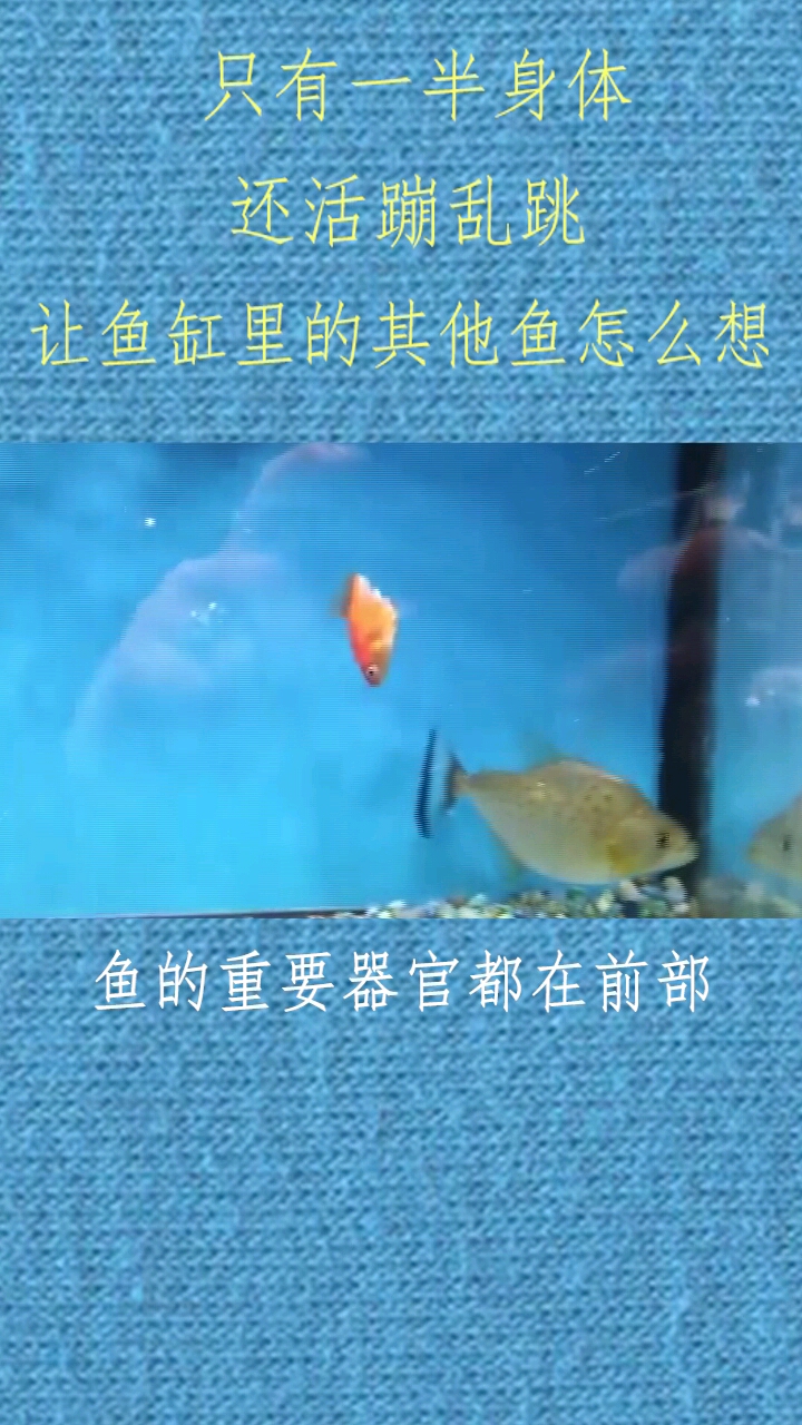 虽然你只有一半身体 但你要坚强