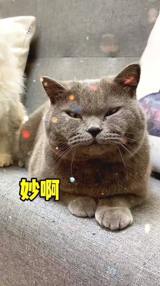 #我家萌宠成精了#挑战全网最猥琐笑容，猫咪的表情出卖了一切