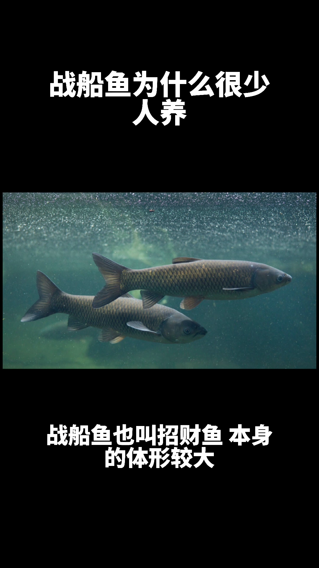 战船鱼为什么很少人养?