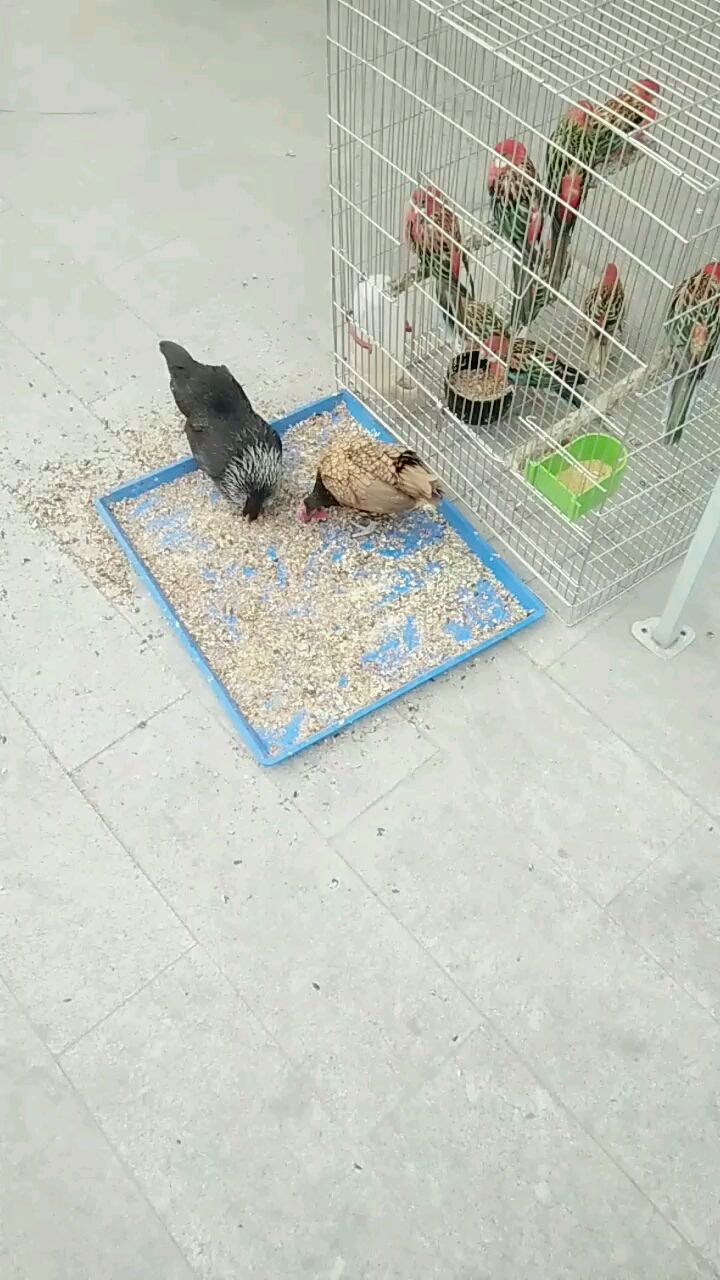 谁知道这是什么鸡