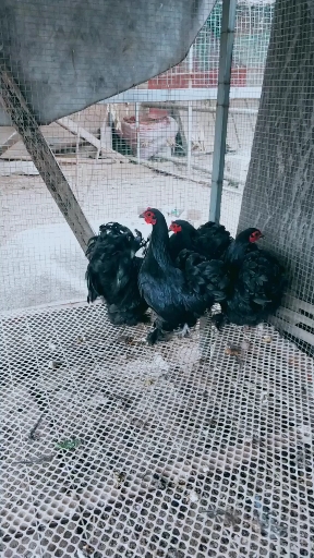 精品黑绣球鸡
