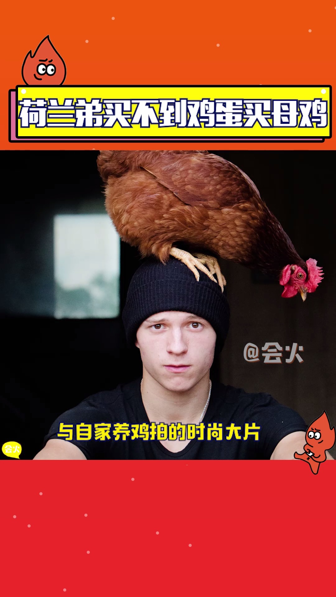 荷兰弟买不到鸡蛋干脆养鸡,互动超欢乐