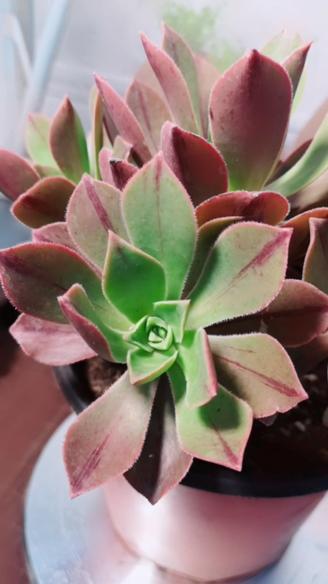 #我的小花园#云南多肉植物众赞曲