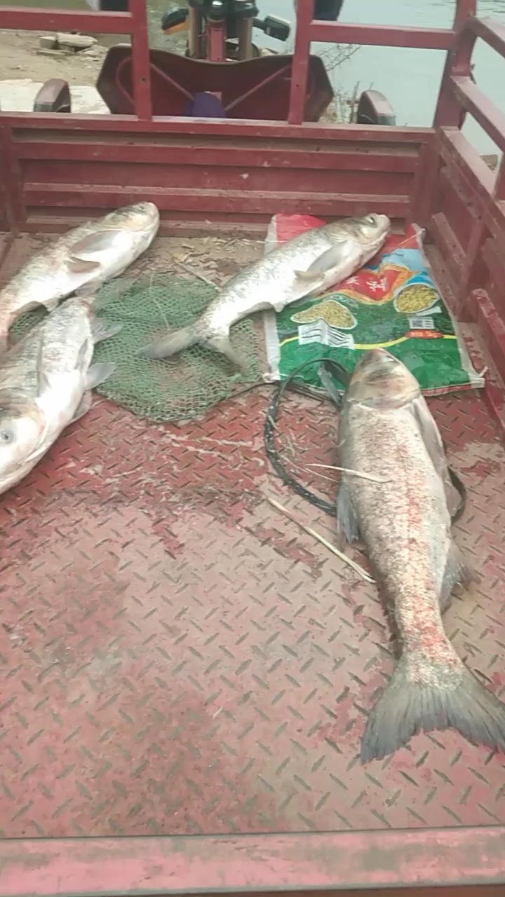 水库大头鱼,一般人吃不到 