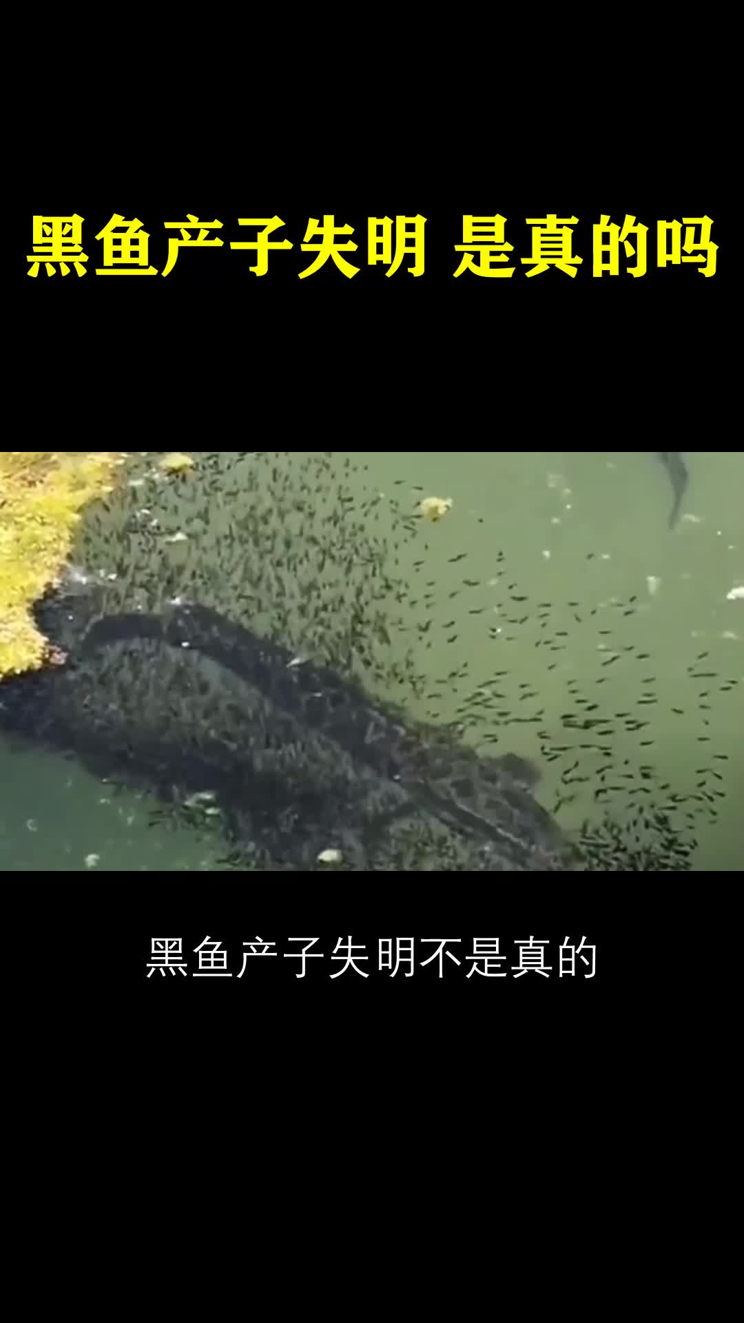 黑鱼产子失明是真的吗