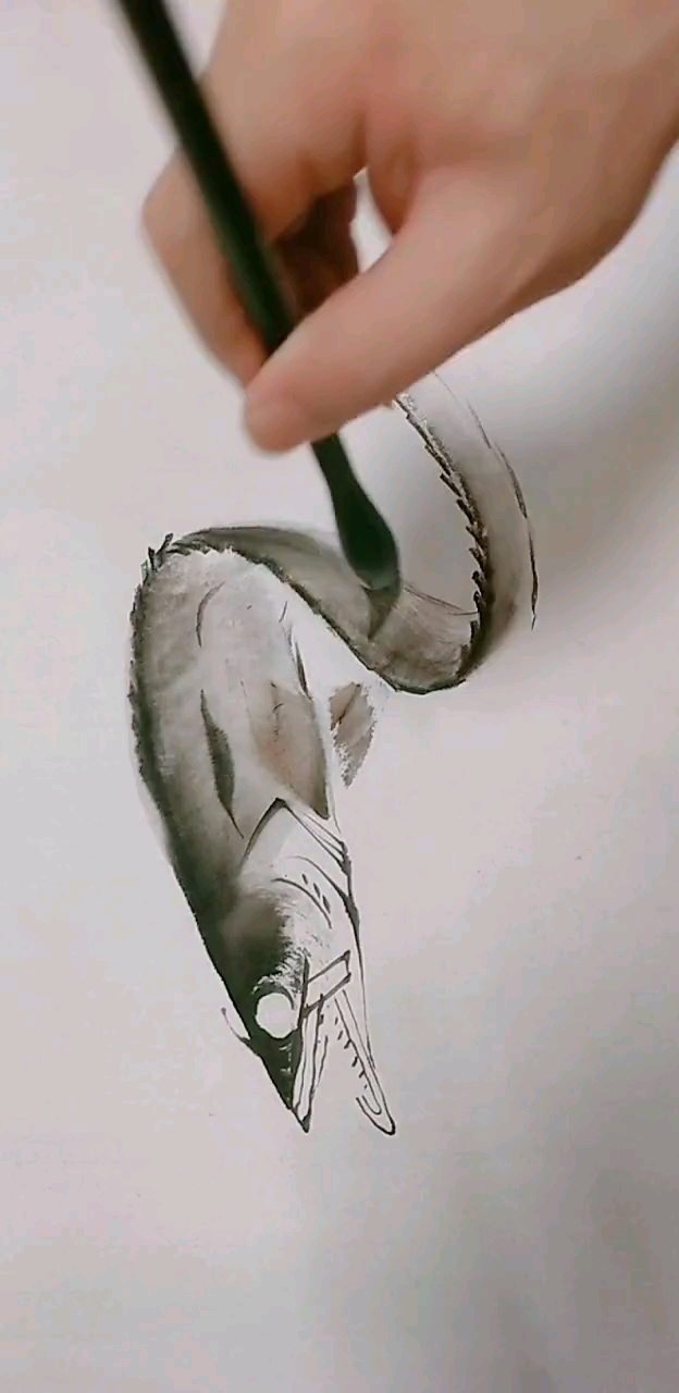 一看就会的带鱼画法