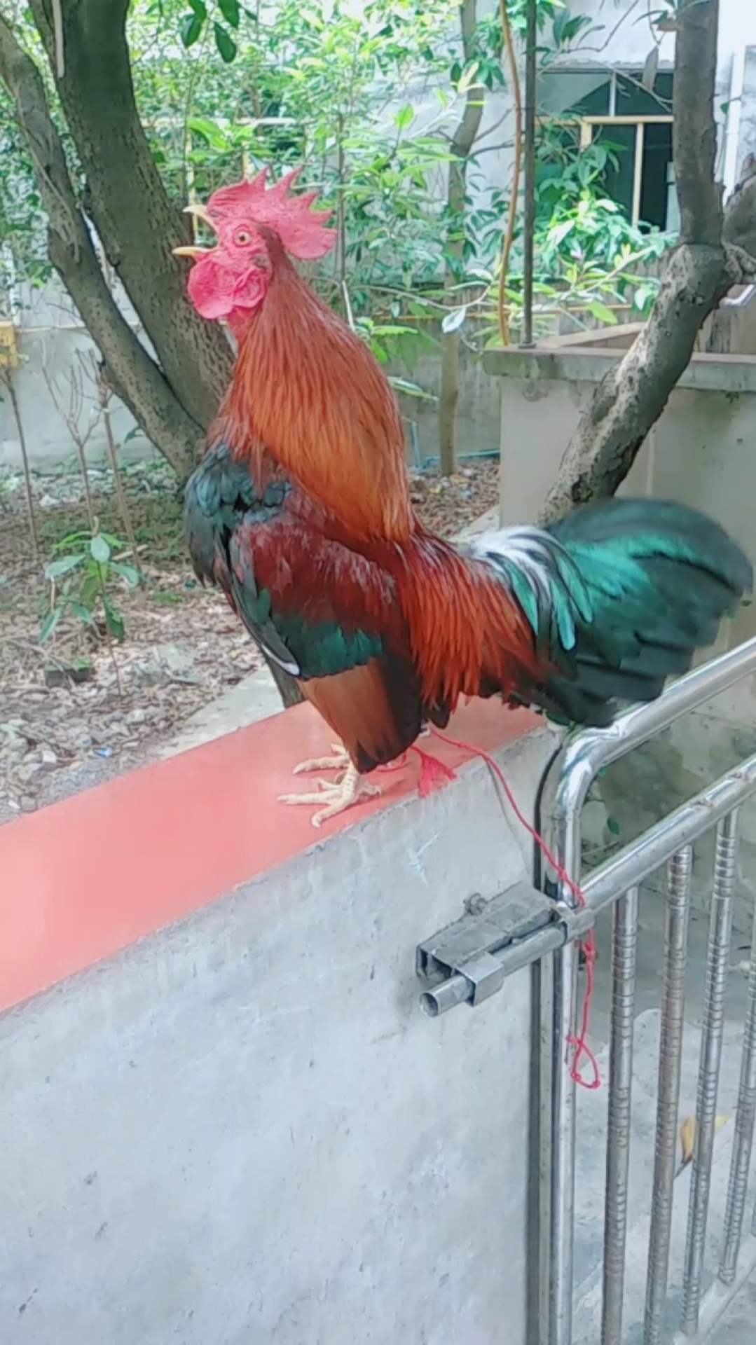 好有魔性的叫声