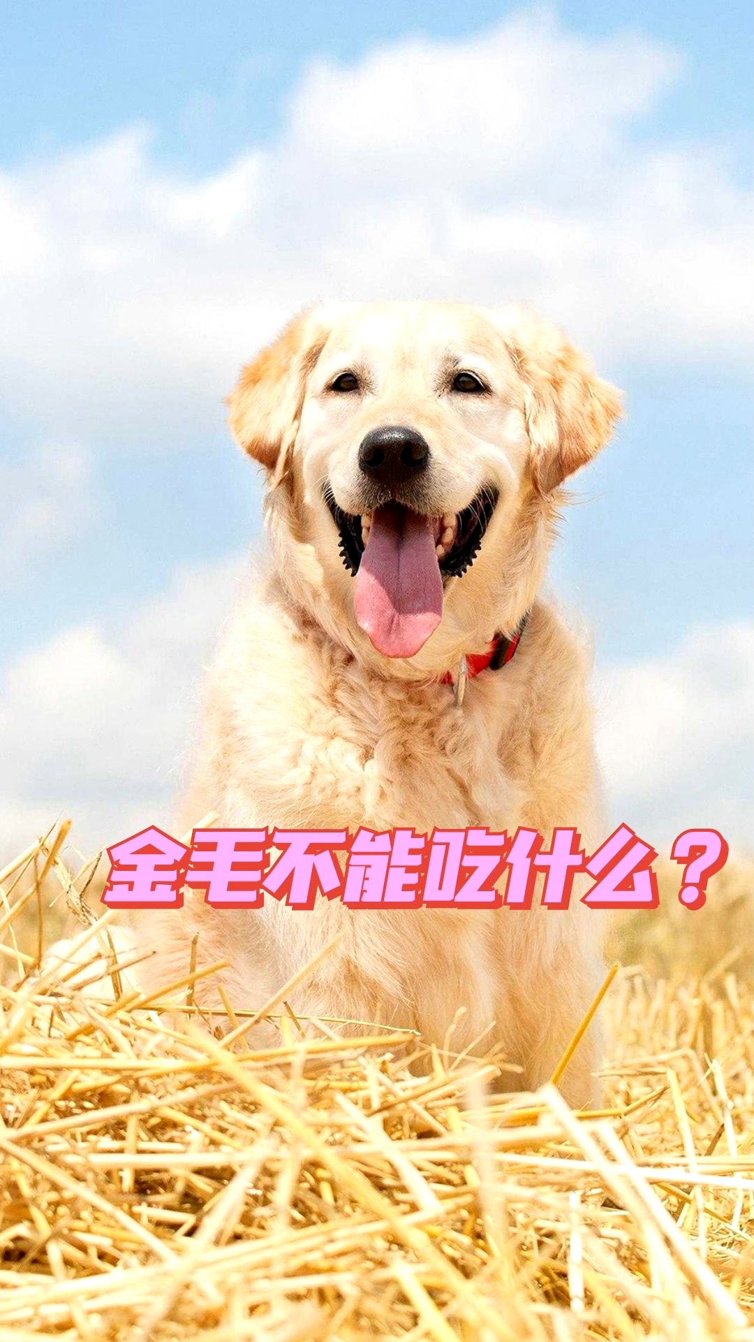 金毛不能吃什么?