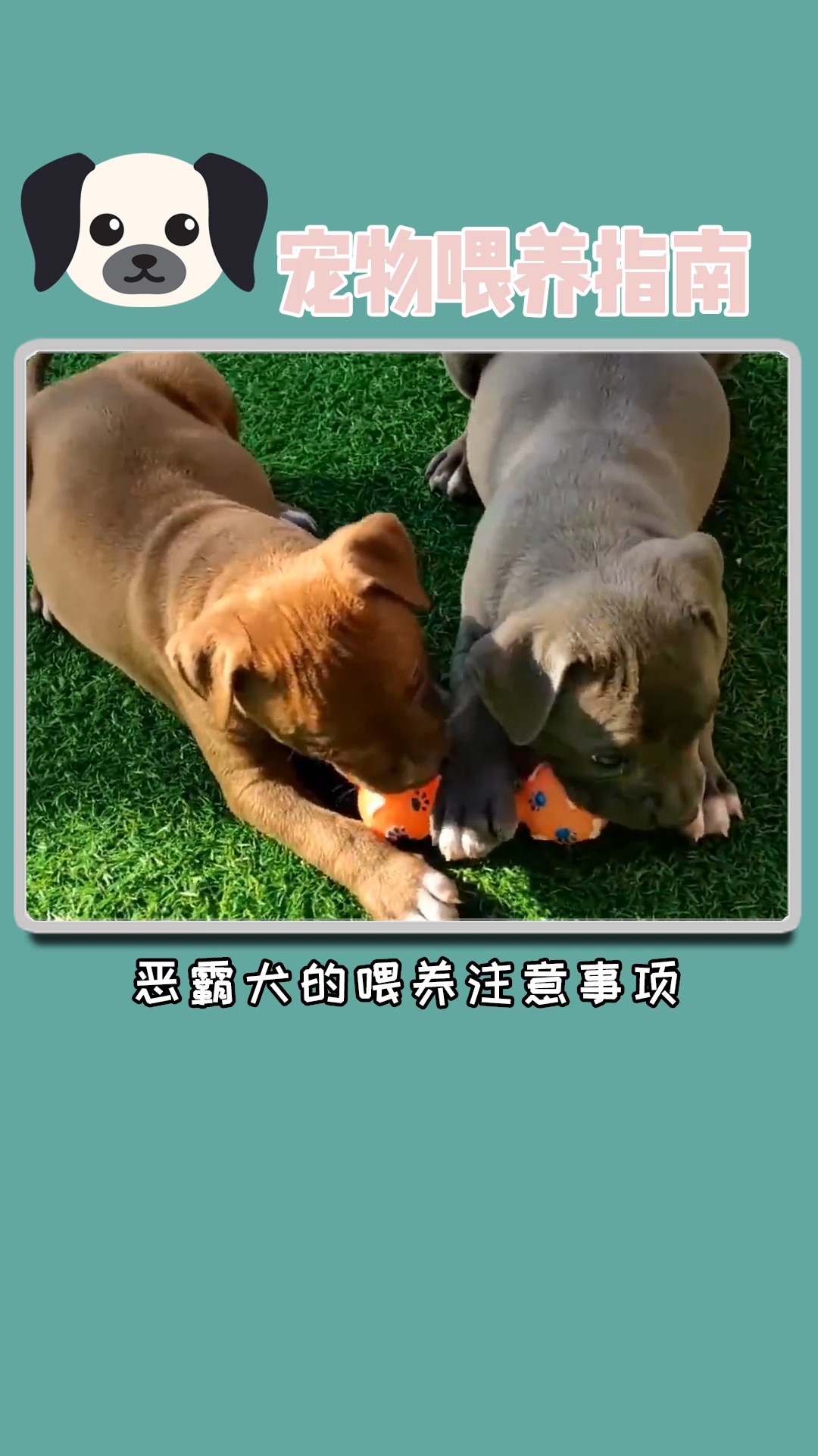 #独竖一知##好知识##喂养指南##恶霸犬#一个名字和长相都很恶霸的狗狗,幼时却很脆弱!