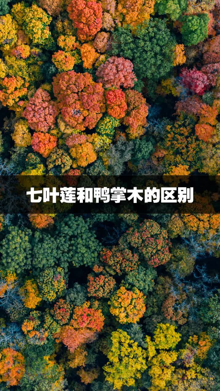 七叶莲和鸭掌木的区别