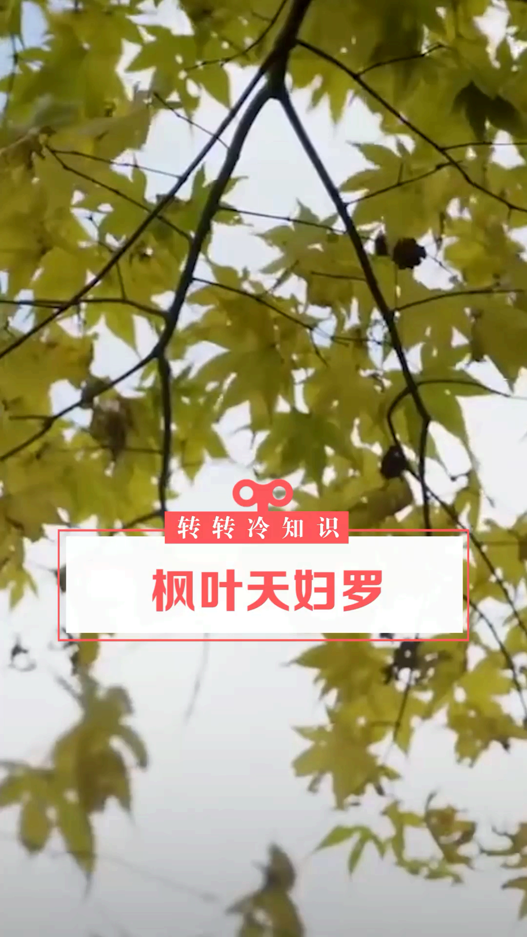 枫叶天妇罗,真是万物皆可天妇罗!