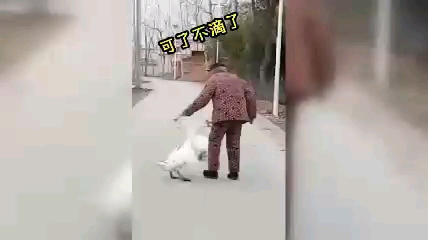 #搞笑段子剧#百万配音：三只大鹅战大爷，战况极其惨烈