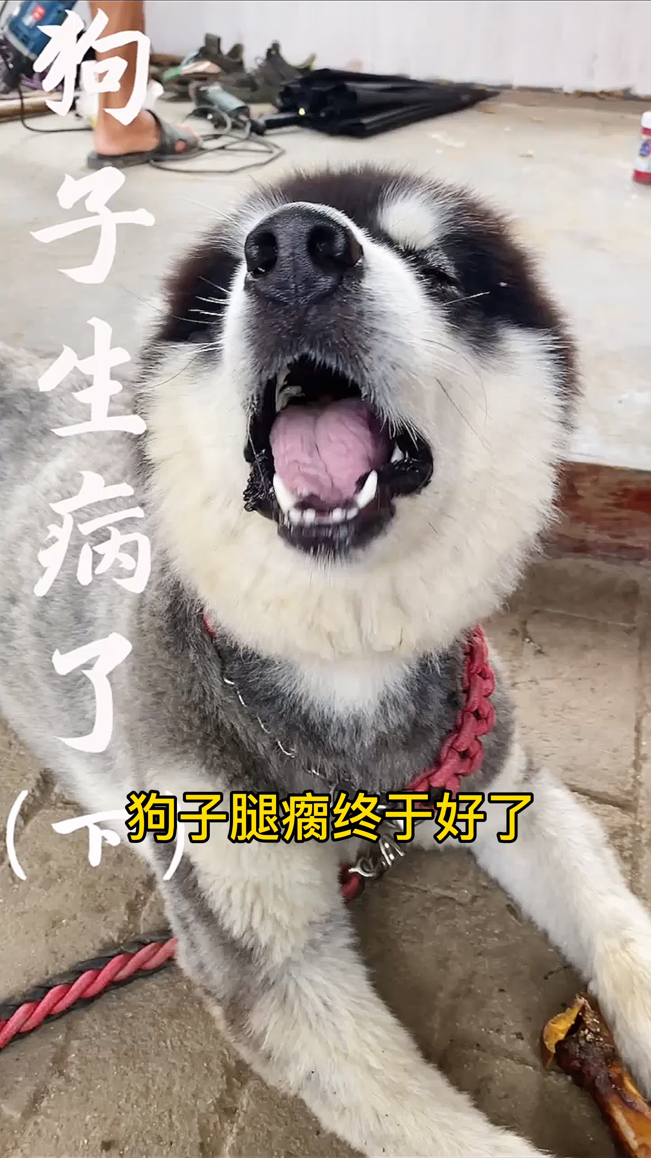 #我家宠物成精了#团子腿瘸好了,得亏大伙儿出主意。你知道狗腿瘸怎么处理吗 ?#宠物 #阿拉