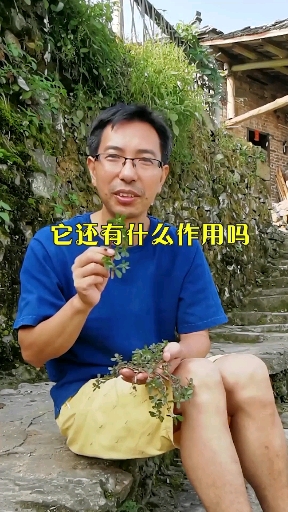 你吃过马齿苋吗