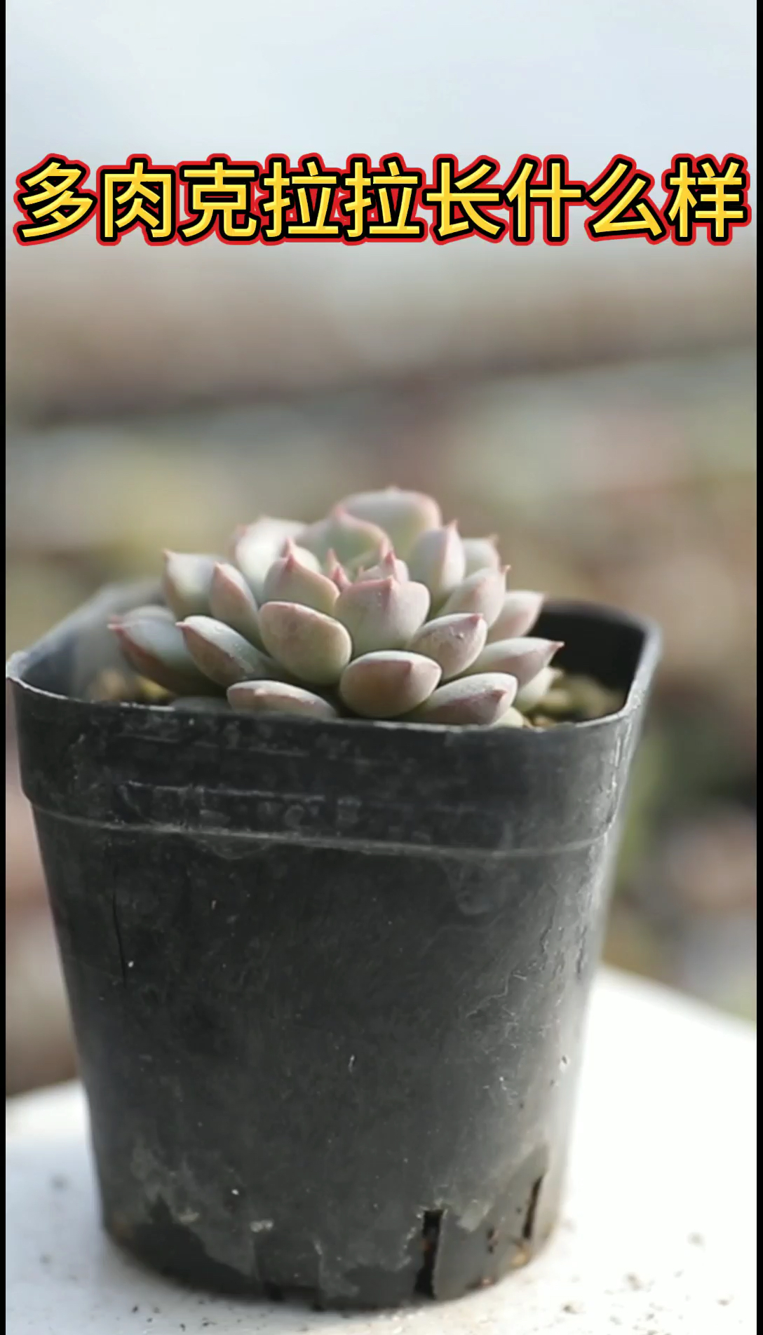 多肉植物克拉拉长什么样?