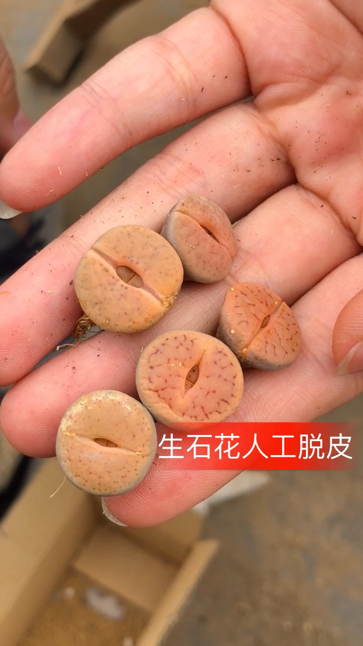 丑小鸭变身白天鹅!每次脱皮都是一次变美的过程!