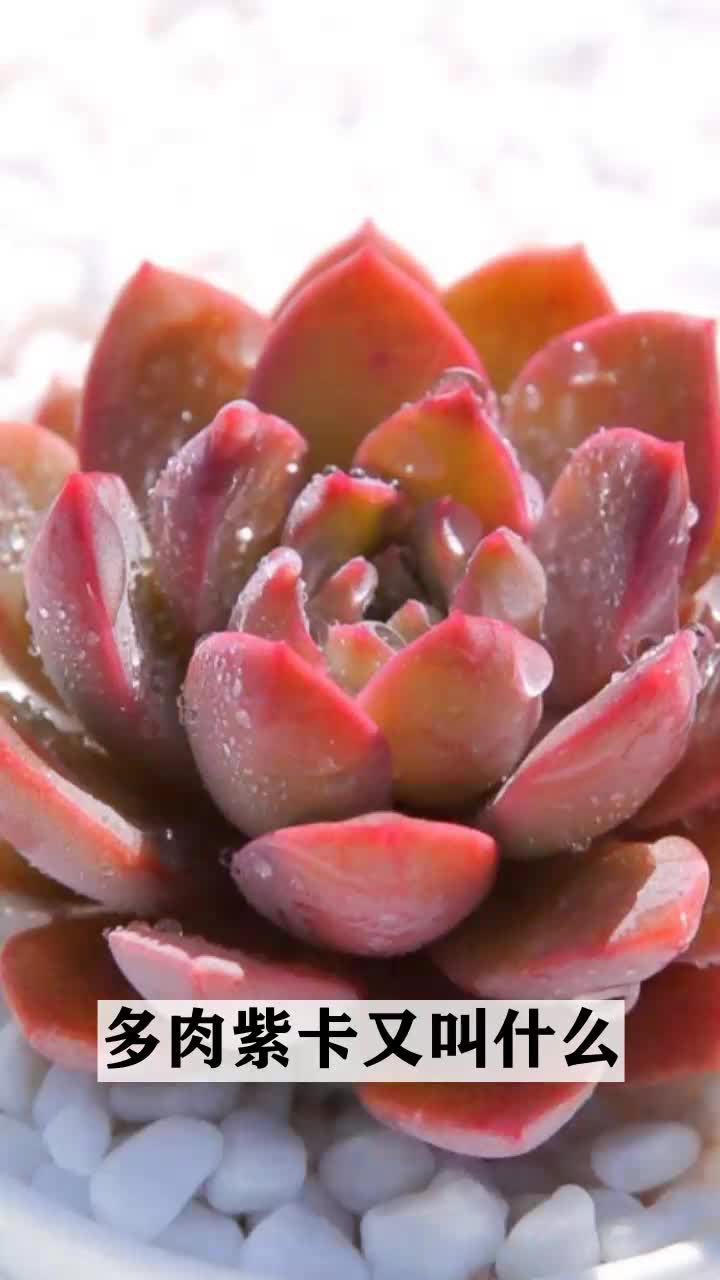 多肉紫卡又叫什么