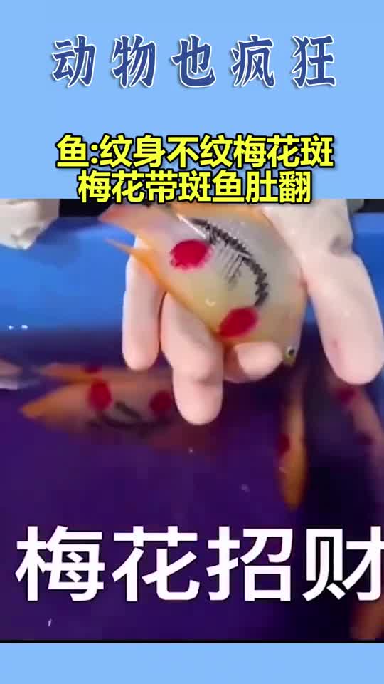 鱼:纹身不纹梅花斑,梅花带斑鱼肚翻