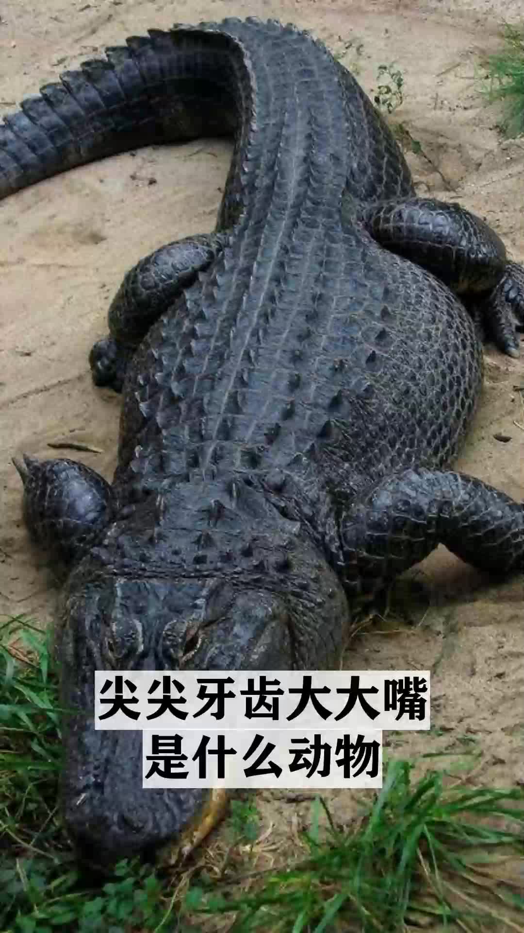 尖尖牙齿大大嘴是什么动物
