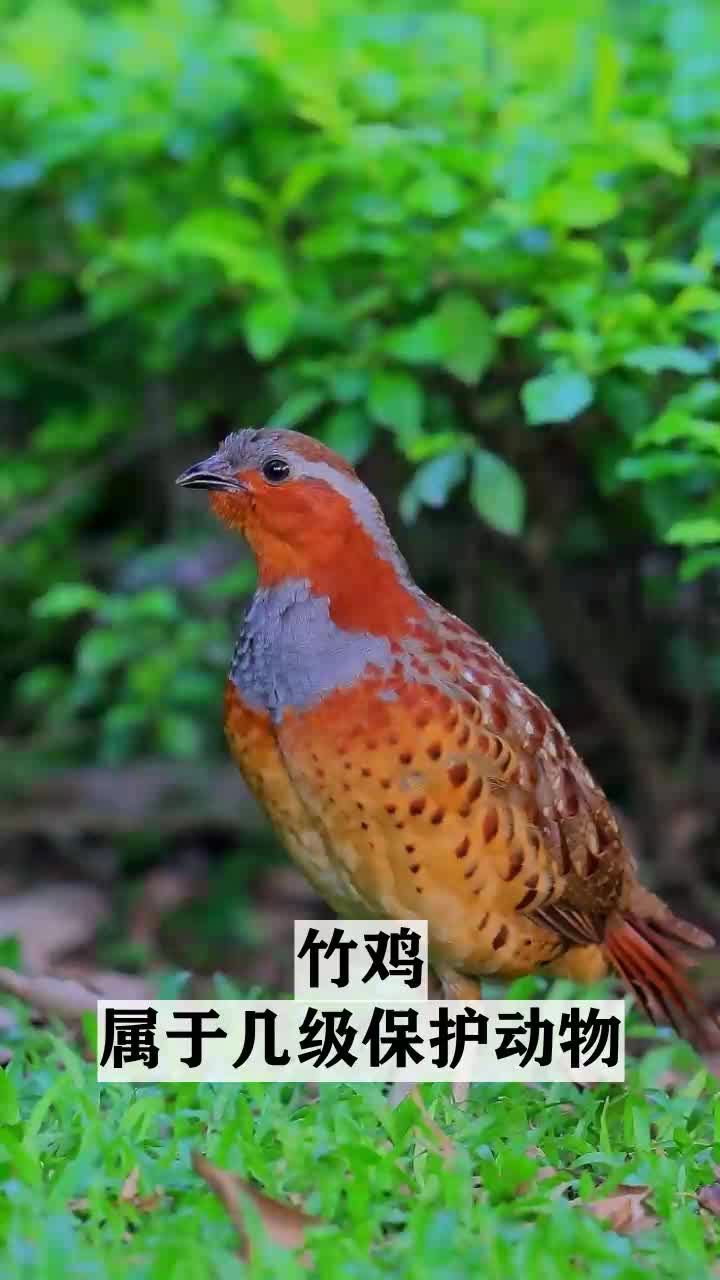 竹鸡属于几级保护动物