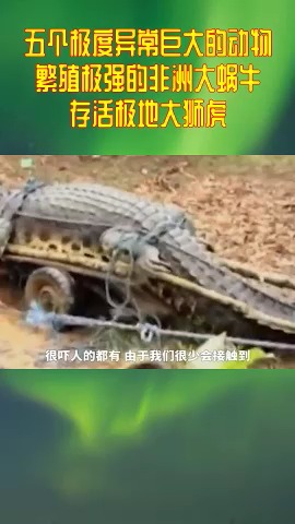 五个极度异常巨大的动物,繁殖极强的非洲大蜗牛,存活极地大狮虎