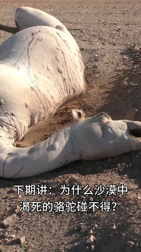 三文鱼为什么要生吃,不能水煮一下吗?