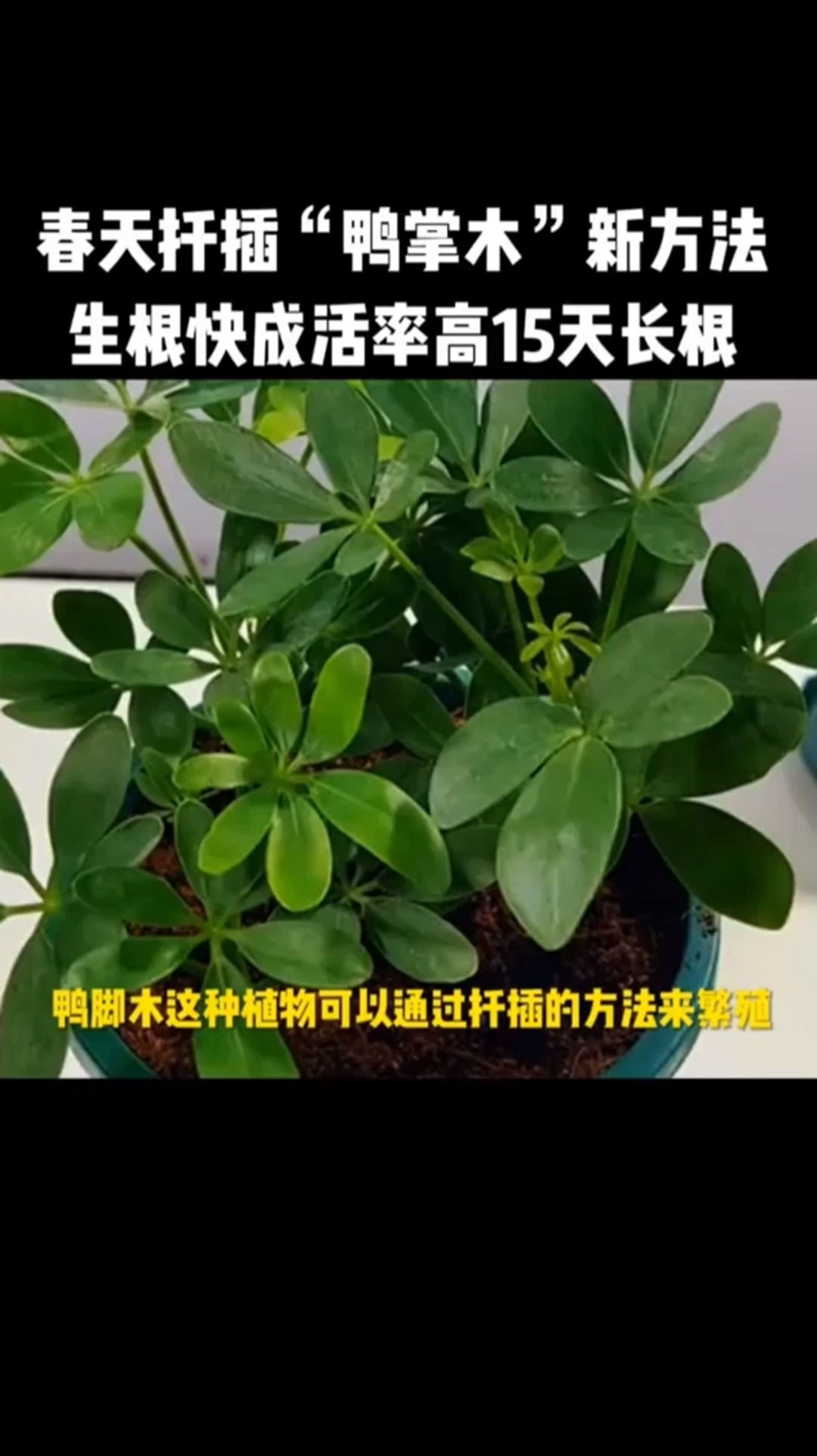 春天扦插“鸭掌木”新方法 15天长出新根 成活率百分之百 养花小知识 花卉