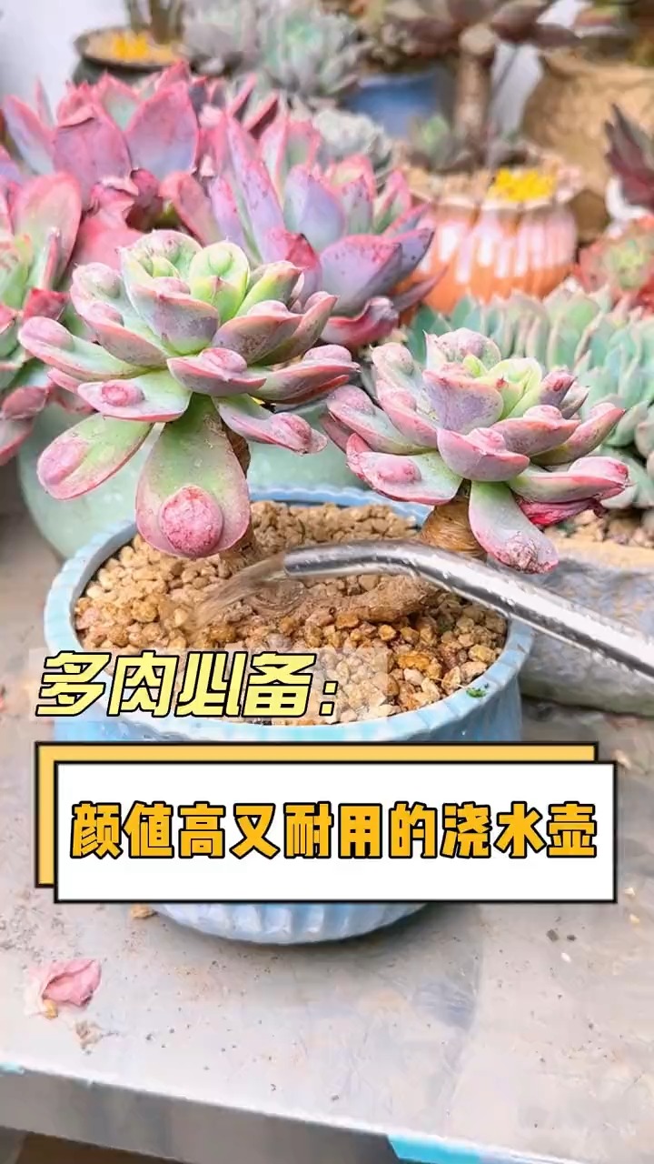 养花的人都需要这样一把长嘴浇水壶，颜值高还耐用，兑药打肥都很方便#多肉#