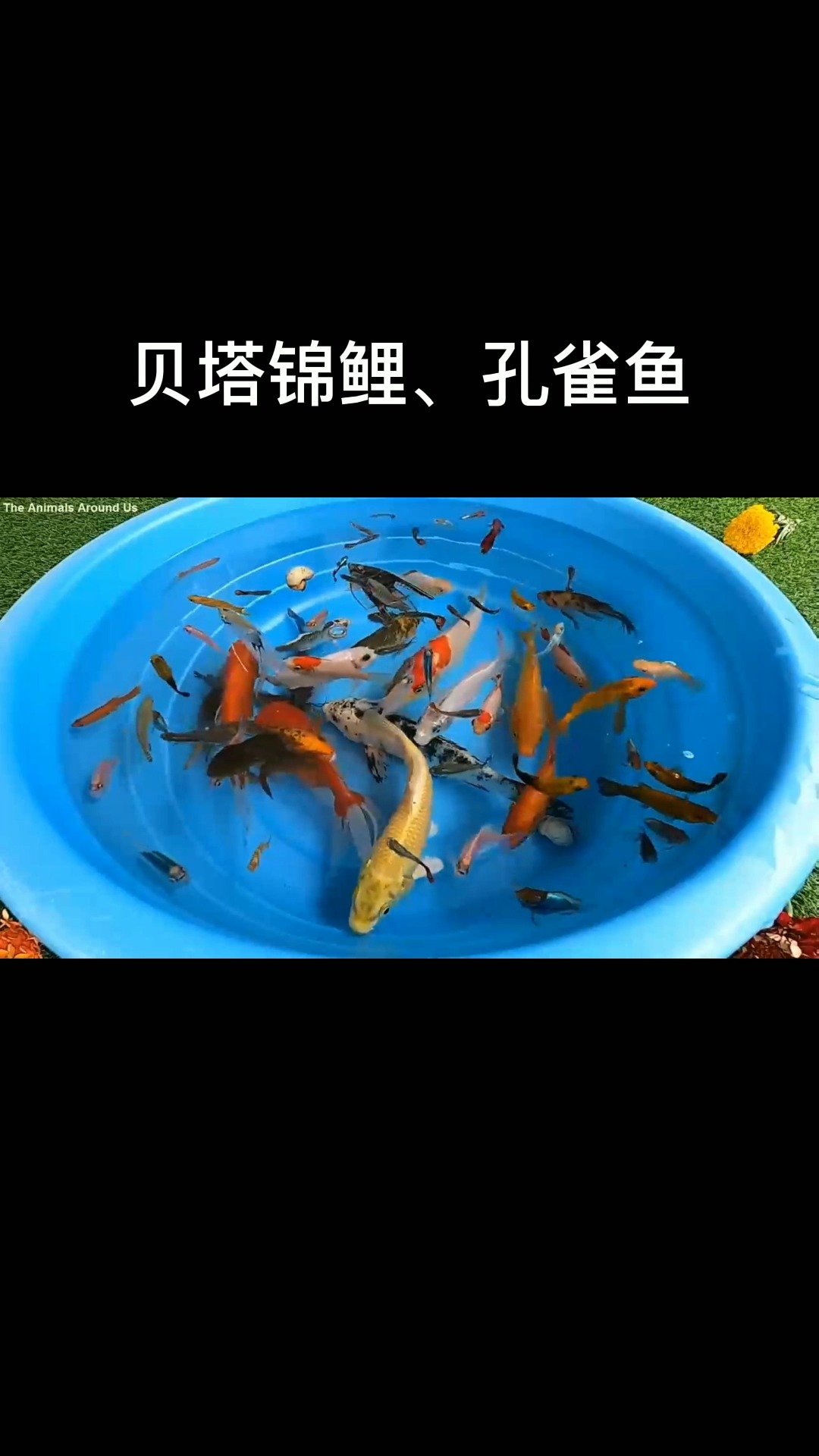 #动物世界#贝塔锦鲤、草鱼、金鱼、孔雀鱼、鲶鱼动物视频! 哪条是贝塔锦鲤啊?