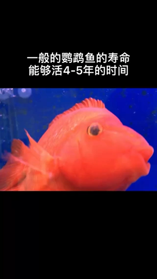 鹦鹉鱼寿命    