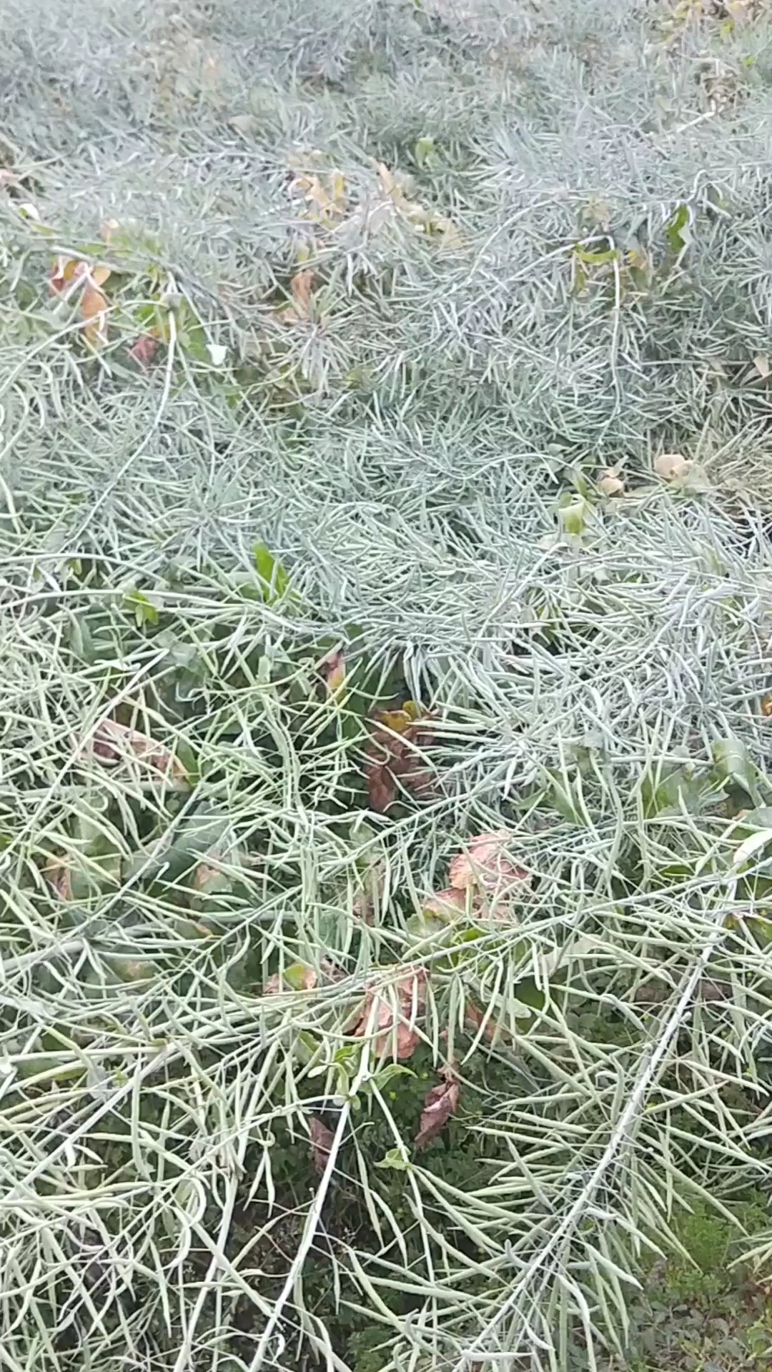 油菜籽快成熟了,可以炸油啦!