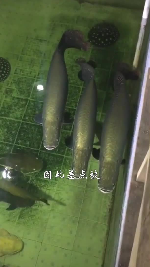 世上非常蠢的淡水鱼,不仅不怕还爱围观人类,造成政府脱手护卫!,