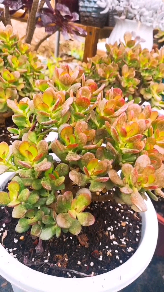 #我的小花园#云南多肉植物姬红花月