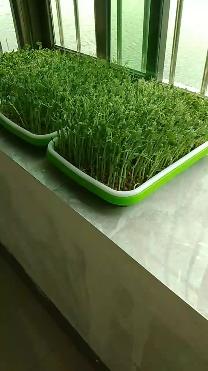 #乡村生活#芽苗菜