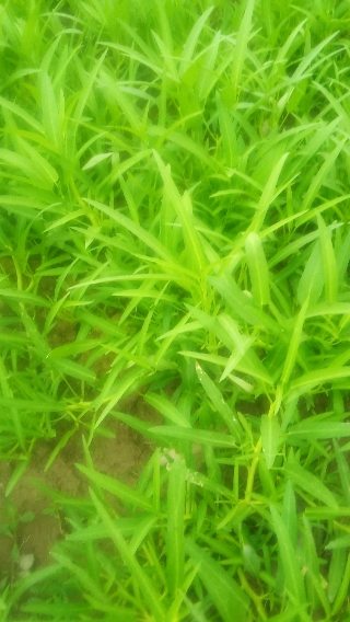 #乡村生活#我家的绿色疏菜!