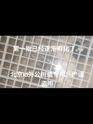 老爷树蛙 树蛙 爬虫 开始卵化了我们叫起飞这是产卵后的第一天刚满24小时