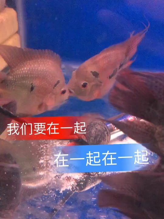 超有爱的亲嘴鱼
