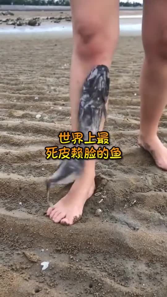 世界上最死皮赖脸的鱼,长相丑陋