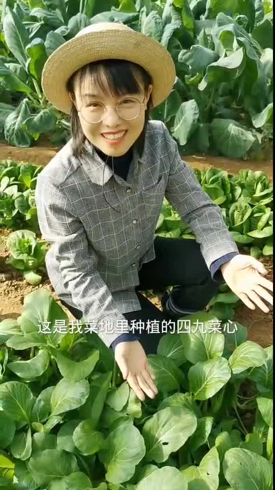 这个品种的四九菜心儿特别的脆嫩,一掐就出水,你也赶紧种一些吧