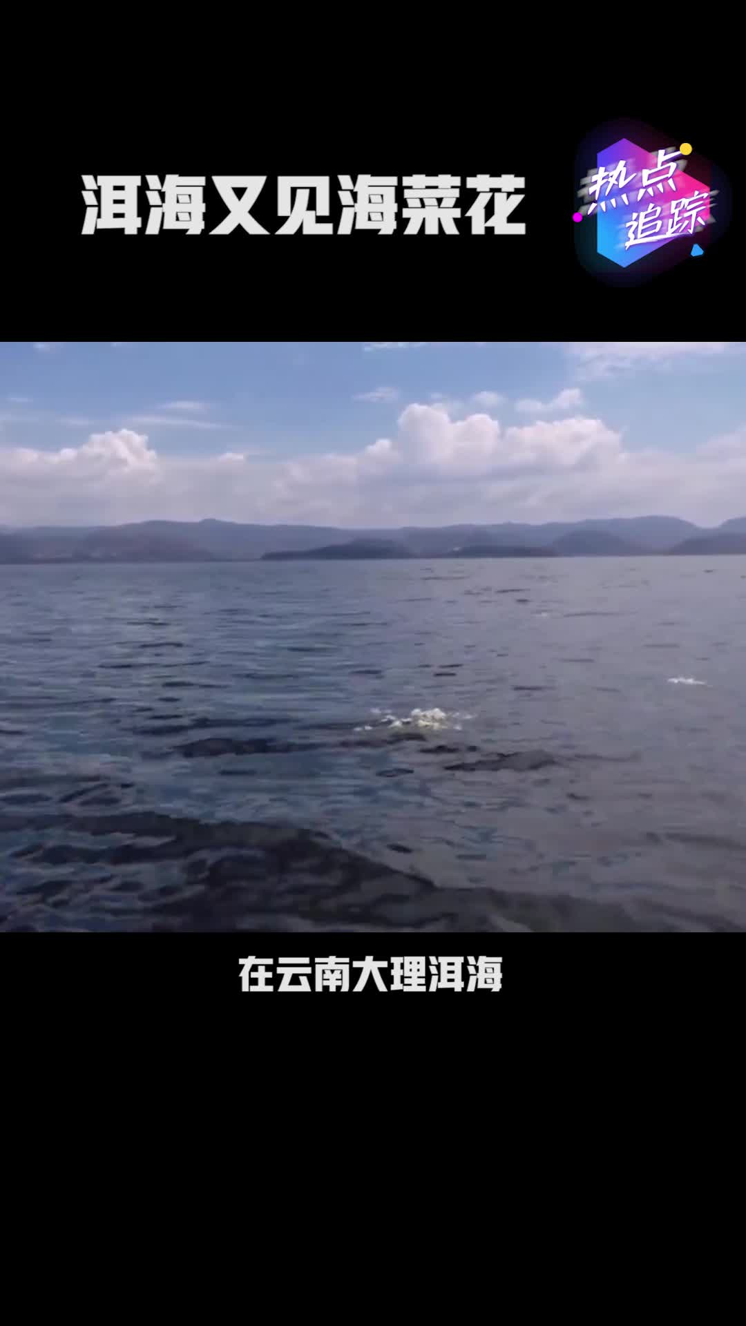 洱海又见海菜花,最美洱海,不就是海菜花开时吗!