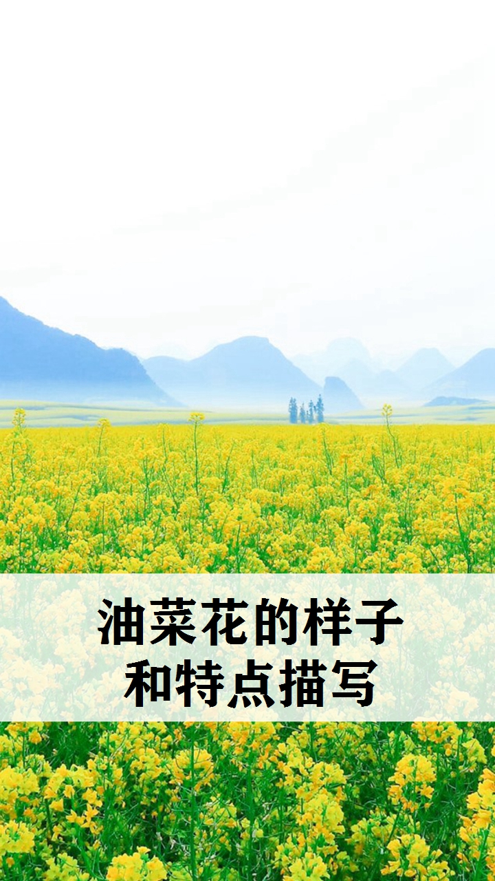 油菜花的样子和特点描写